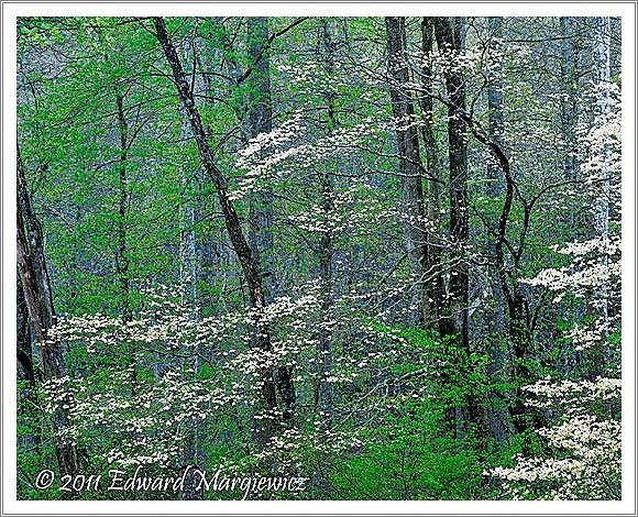 450752 Dogwoods and rain in the Smoky Mountain National Park